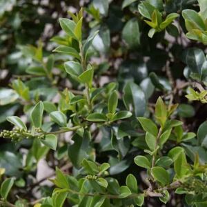 Ligustrum delavayanum 80-90 cm